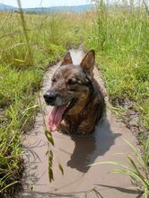 RITA, Hund, Mischlingshund in Bulgarien - Bild 4