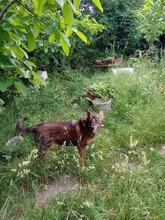 RITA, Hund, Mischlingshund in Bulgarien - Bild 5