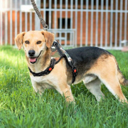 RENE, Hund, Mischlingshund in Slowakische Republik - Bild 2