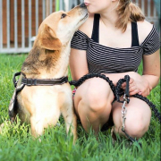 RENE, Hund, Mischlingshund in Slowakische Republik - Bild 5