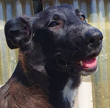 RUTH, Hund, Deutscher Schäferhund-Mix in Italien - Bild 1