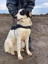 LARA, Hund, Mischlingshund in Rumänien - Bild 8