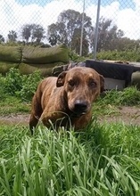BUDAY, Hund, Mischlingshund in Spanien - Bild 1