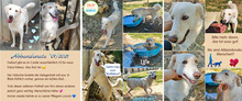 ABBANDONATO, Hund, Mischlingshund in Italien - Bild 10