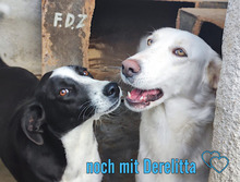 ABBANDONATO, Hund, Mischlingshund in Italien - Bild 7