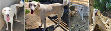 ABBANDONATO, Hund, Mischlingshund in Italien - Bild 9