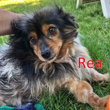 REA, Hund, Mischlingshund in Langenhagen - Bild 1