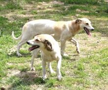 LALE, Hund, Mischlingshund in Lauenau - Bild 12