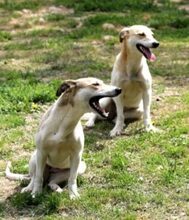 LALE, Hund, Mischlingshund in Lauenau - Bild 13