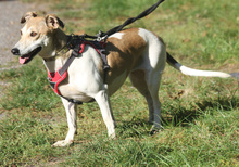 LALE, Hund, Mischlingshund in Lauenau - Bild 3
