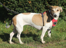 LALE, Hund, Mischlingshund in Lauenau - Bild 5