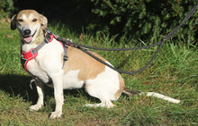 LALE, Hund, Mischlingshund in Lauenau - Bild 7