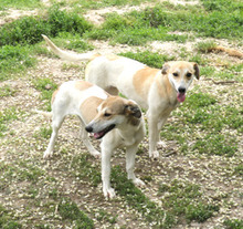 LALE, Hund, Mischlingshund in Lauenau - Bild 8