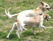 LALE, Hund, Mischlingshund in Lauenau - Bild 9