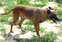 BOBBY, Hund, Malinois-Mix in Rumänien - Bild 1