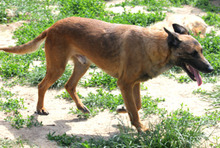 BOBBY, Hund, Malinois-Mix in Linsburg - Bild 1