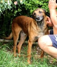 BOBBY, Hund, Malinois-Mix in Linsburg - Bild 2