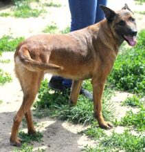 BOBBY, Hund, Malinois-Mix in Linsburg - Bild 3