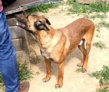 BOBBY, Hund, Malinois-Mix in Linsburg - Bild 4