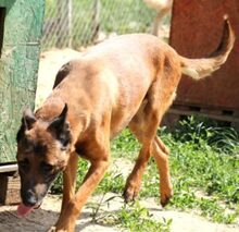 BOBBY, Hund, Malinois-Mix in Linsburg - Bild 5