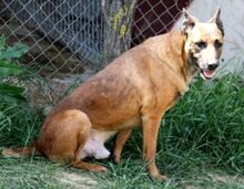 BOBBY, Hund, Malinois-Mix in Linsburg - Bild 6