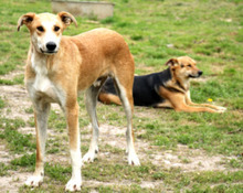 JULIAN, Hund, Windhund in Rumänien - Bild 1