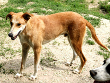 JULIAN, Hund, Windhund in Rumänien - Bild 2