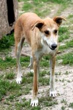 JULIAN, Hund, Windhund in Rumänien - Bild 4