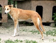 JULIAN, Hund, Windhund in Rumänien - Bild 5