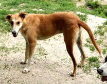 JULIAN, Hund, Windhund in Rumänien - Bild 6