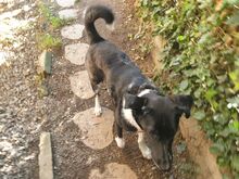 MAILO, Hund, Mischlingshund in Rieden - Bild 4
