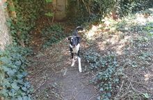 MAILO, Hund, Mischlingshund in Rieden - Bild 5