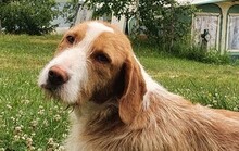 FREITAG, Hund, Mischlingshund in Gießen - Bild 1