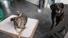 DIETMAR, Hund, Mischlingshund in Hückelhoven - Bild 2