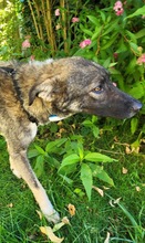 BYRON, Hund, Mischlingshund in Rumänien - Bild 1