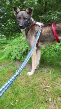 BYRON, Hund, Mischlingshund in Rumänien - Bild 10