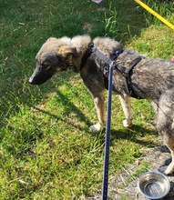 BYRON, Hund, Mischlingshund in Rumänien - Bild 3