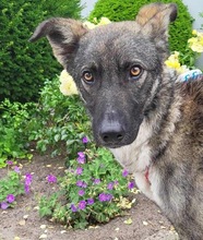 BYRON, Hund, Mischlingshund in Rumänien - Bild 4