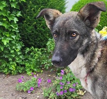 BYRON, Hund, Mischlingshund in Rumänien - Bild 5