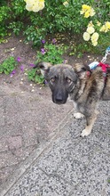 BYRON, Hund, Mischlingshund in Rumänien - Bild 6