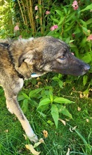 BYRON, Hund, Mischlingshund in Oldenburg - Bild 1