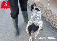 FEDELE, Hund, Deutsch Kurzhaar in Italien - Bild 14