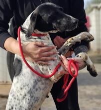 FEDELE, Hund, Deutsch Kurzhaar in Italien - Bild 21