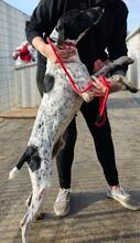 FEDELE, Hund, Deutsch Kurzhaar in Italien - Bild 24
