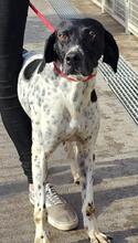 FEDELE, Hund, Deutsch Kurzhaar in Italien - Bild 34
