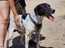 FEDELE, Hund, Deutsch Kurzhaar in Italien - Bild 35