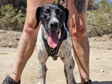 FEDELE, Hund, Deutsch Kurzhaar in Italien - Bild 36