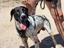 FEDELE, Hund, Deutsch Kurzhaar in Italien - Bild 37
