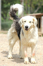 THEO, Hund, Mischlingshund in Rumänien - Bild 1