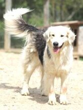 THEO, Hund, Mischlingshund in Rumänien - Bild 4